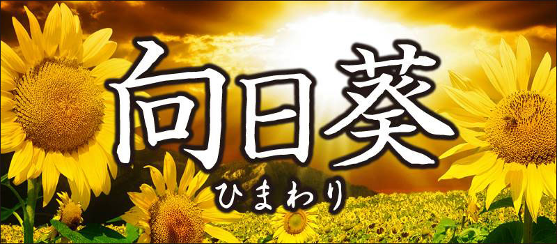 向日葵(ひまわり)